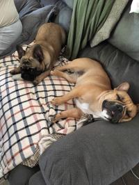 フレンチブルドック