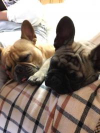 フレンチブルドック