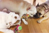 フレンチブルドック