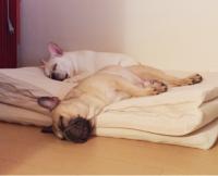 フレンチブルドック