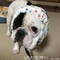 フレンチブルドック