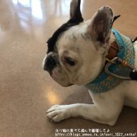 フレンチブルドック