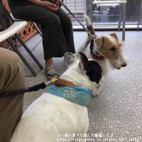 フレンチブルドック