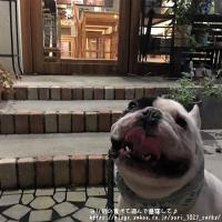 フレンチブルドック