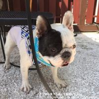 フレンチブルドック