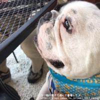 フレンチブルドック