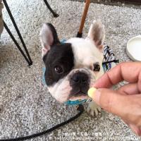 フレンチブルドック
