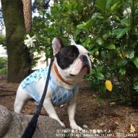 フレンチブルドック