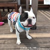 フレンチブルドック