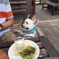 フレンチブルドック