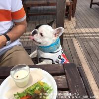 フレンチブルドック