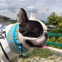 フレンチブルドック