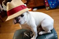 フレンチブルドック