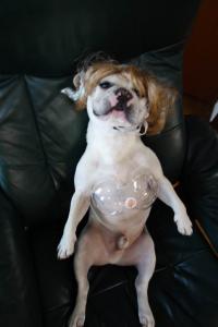 フレンチブルドック