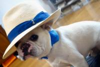 フレンチブルドック