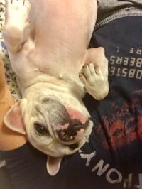 フレンチブルドック