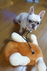 フレンチブルドック