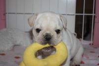 フレンチブルドック