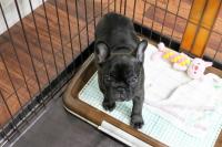 フレンチブルドック