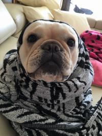 フレンチブルドック