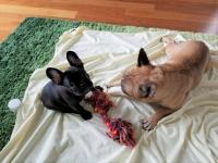 フレンチブルドック