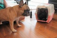 フレンチブルドック