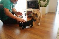 フレンチブルドック