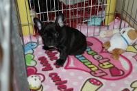 フレンチブルドック