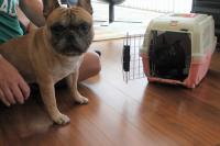 フレンチブルドック