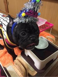 フレンチブルドック