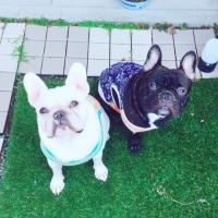 フレンチブルドック