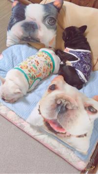 フレンチブルドック