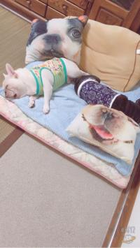 フレンチブルドック