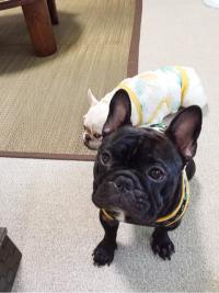 フレンチブルドック