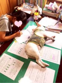 フレンチブルドック