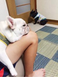 フレンチブルドック