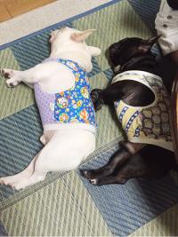 フレンチブルドック