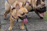 フレンチブルドック