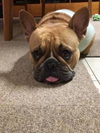 フレンチブルドック