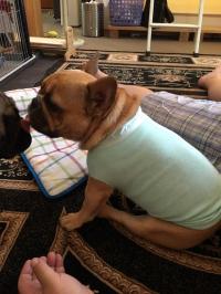 フレンチブルドック