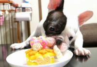 フレンチブルドック