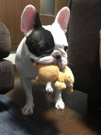 フレンチブルドック