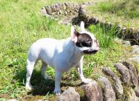 フレンチブルドック