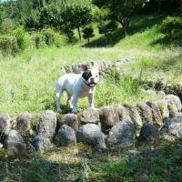 フレンチブルドック