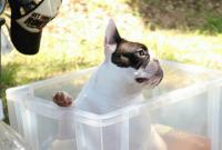 フレンチブルドック