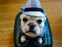 フレンチブルドック