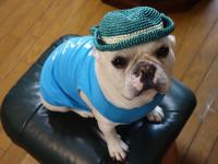 フレンチブルドック