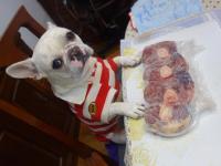 フレンチブルドック