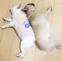 フレンチブルドック