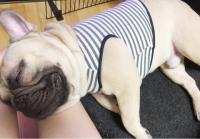 フレンチブルドック